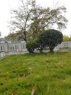 草地旁的树木与白色建筑