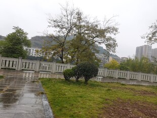 雨后公园草地与灌木景观