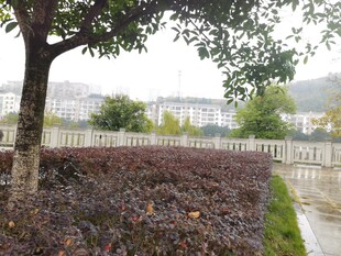 雨中校园植物景观