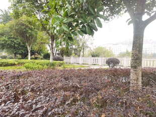 园林景观中的多彩植物