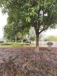 公园中茂盛的绿树景观