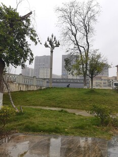 雨后城市绿地景观