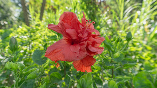 娇艳红花绽放于绿叶间 重瓣朱槿