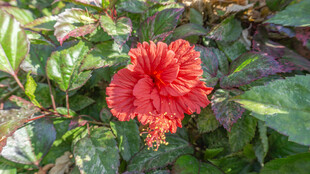 艳丽朱槿花绽放绿叶间 重瓣朱槿