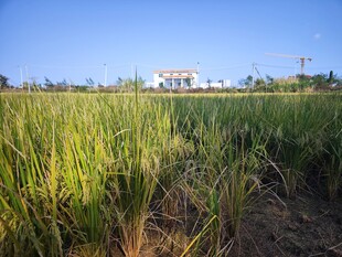 金黄稻田中的远方建筑