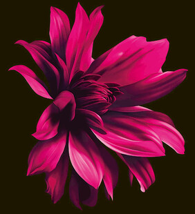 艳丽玫红大丽花