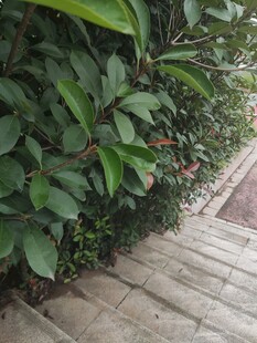 石板路旁的葱郁绿植