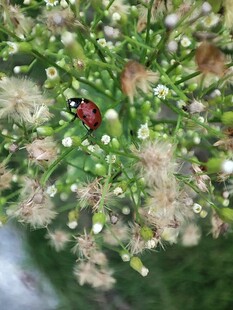 绿叶丛中红瓢虫