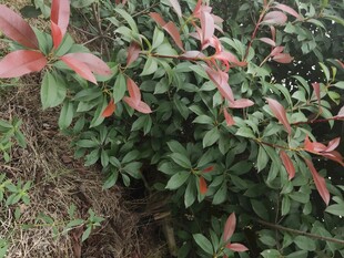 红绿相间的植物景观