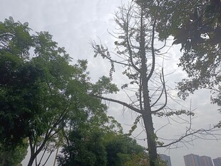 枯树与绿树相伴的景象