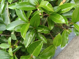 翠绿叶片的生机植物