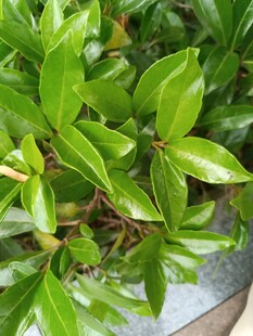 翠绿生机盎然的植物叶片