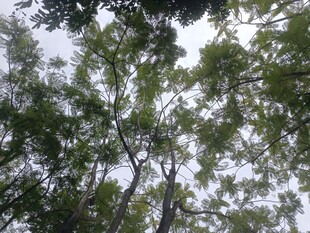 仰视茂密枝叶的绿意景象