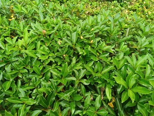 翠绿繁茂的灌木丛