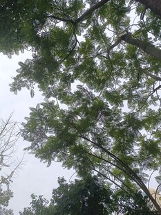 仰视茂密树林树冠