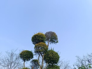造型独特的空中绿植景观