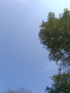 蓝天绿树的清新景致