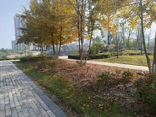 秋日林荫小道景色