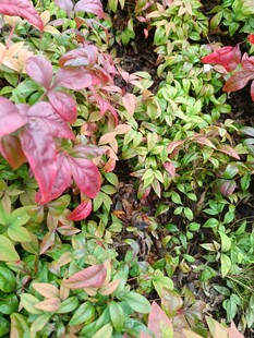 多彩斑斓的植物叶片景观