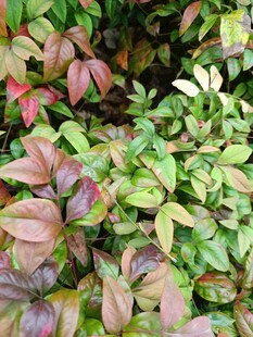 多彩叶片植物特写