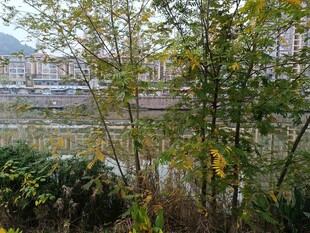 秋日河畔绿植景观