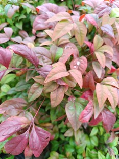 多彩斑斓的变色叶片植物