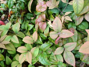 多彩叶片植物特写