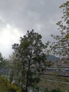 户外绿树与朦胧天空景色