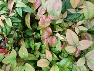 多彩叶片植物特写