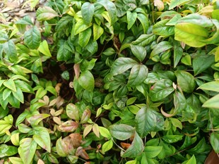 翠绿繁茂的植物景观