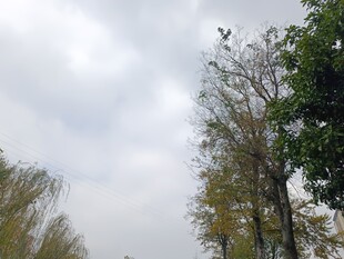 天空下的树木景观