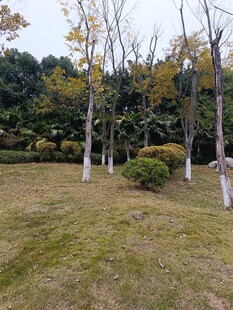 秋日公园草地树木景致