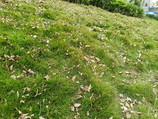 草地上散落的枯黄树叶