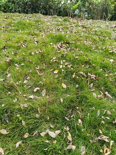 秋日草地散落枯黄树叶