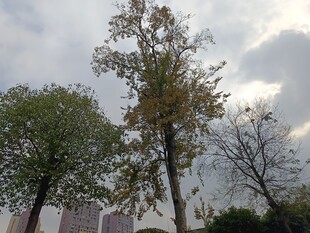 城市中的树木与多云天空