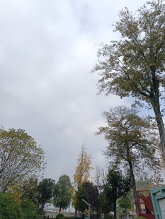 秋日户外树木风景