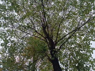 仰视视角下的繁茂绿树