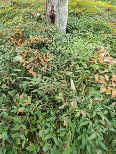 树下繁茂绿植景象