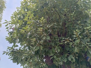 茂盛绿树展现盎然生机