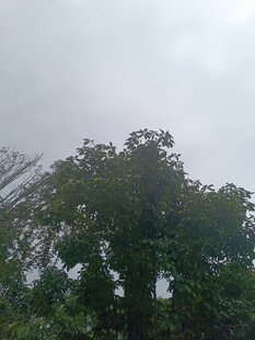 茂密绿树映衬灰蒙天空