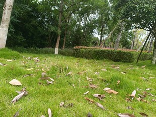 林间草地散落枯叶