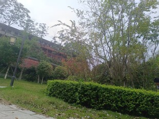 园林景致中的绿植与建筑