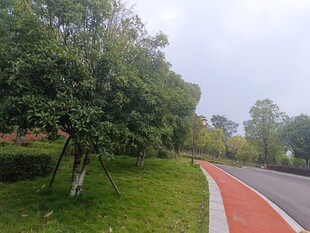 城市中的彩色林荫步道