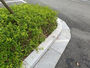 路边绿植与弧形路沿石