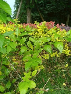 绿叶繁花的自然景致