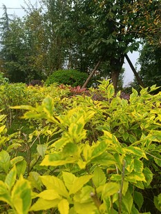 金黄叶片的繁茂绿植景观