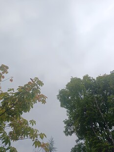 阴天中的绿树与枝叶