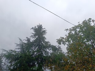 阴天中的树木与电线