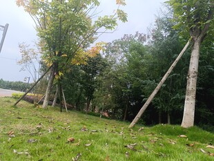 林间草地旁的树木景象