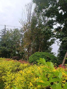 户外多彩植物景观